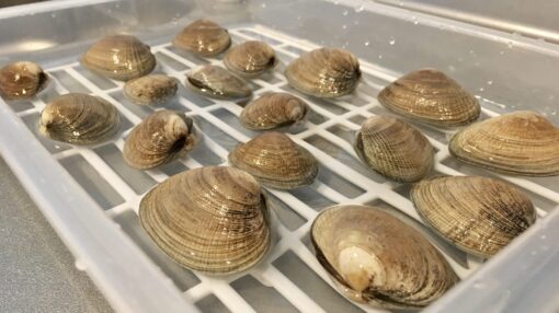 prepare-asari-clam-step-3